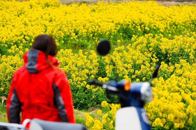 画像3: 菜の花畑を見に煌めきの丘へむかいます!