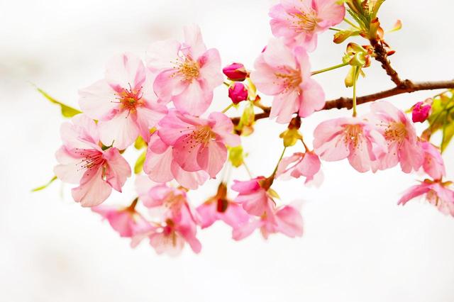 画像2: 道中で偶然桜が綺麗なポイントに出会いました!