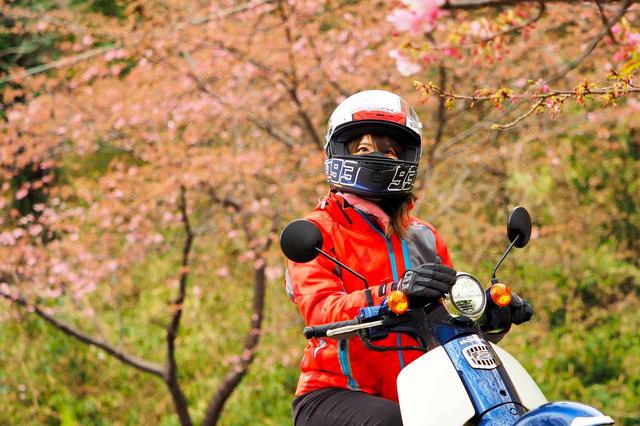 画像1: 道中で偶然桜が綺麗なポイントに出会いました!