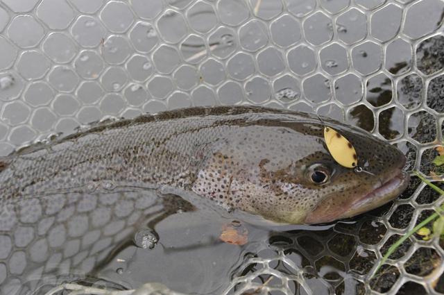 画像: 幻の魚と呼ばれるイトウも管理釣り場で釣ることができます