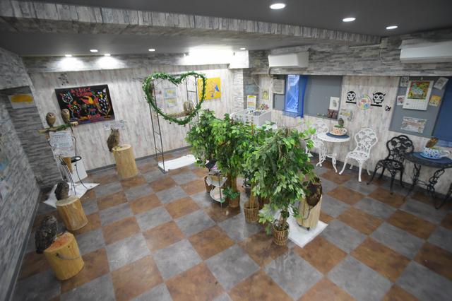 画像3: 池袋のフクロウに会いに行こう!