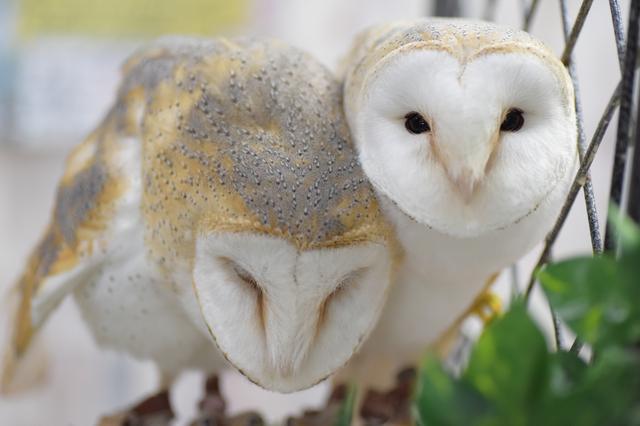 画像4: 池袋のフクロウに会いに行こう!