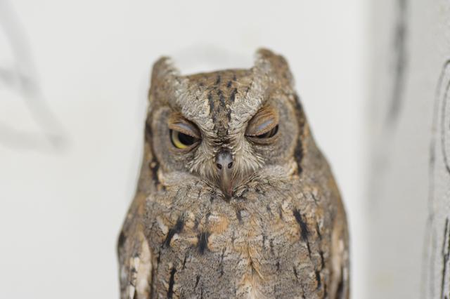 画像5: 池袋のフクロウに会いに行こう!