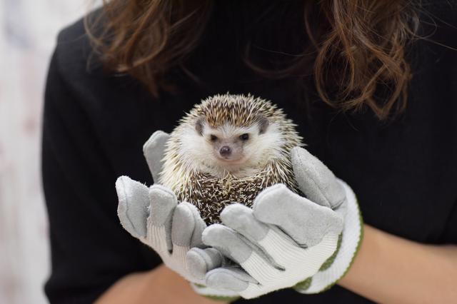 画像: お次はハリネズミちゃん!