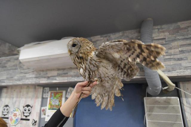 画像6: 池袋のフクロウに会いに行こう!