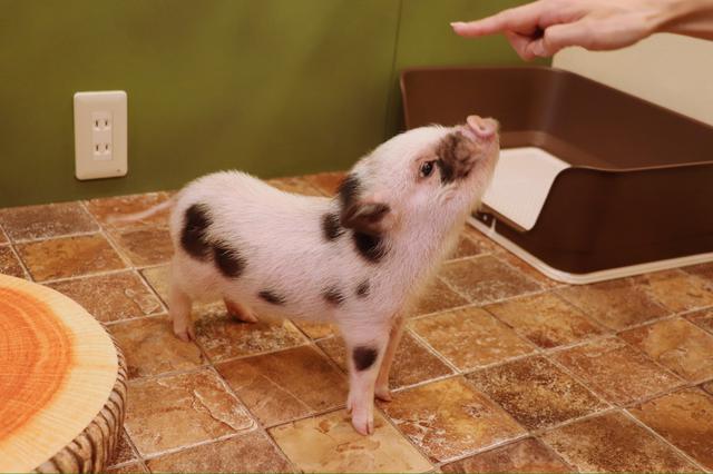 画像8: かわいいマイクロブタちゃんとの出会いに感激!
