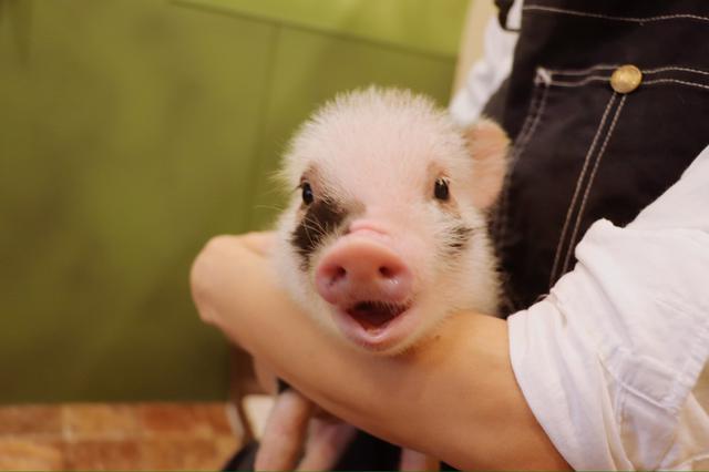 画像7: かわいいマイクロブタちゃんとの出会いに感激!