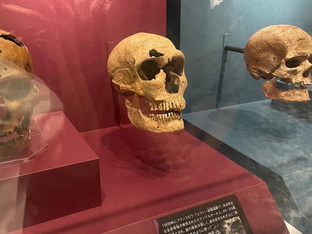 画像: 人類のルーツに迫る展示