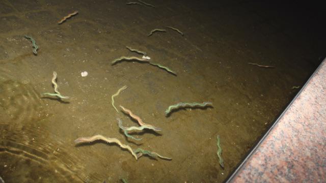 画像1: 「バチ」「バチ抜け」とは