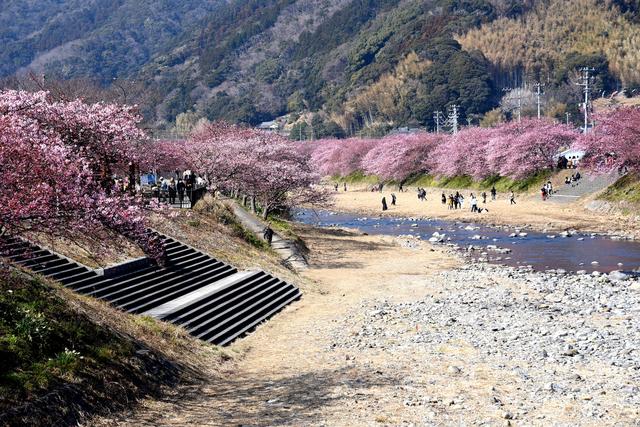 画像: 2 豊泉橋から桜並木を眺める