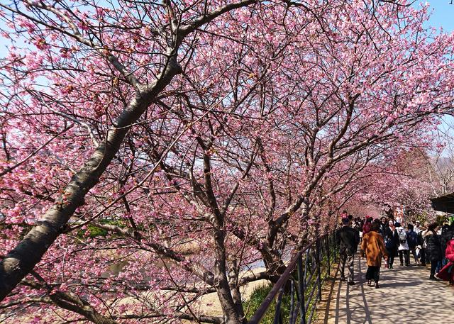 画像: 「河津桜まつり」の魅力は?