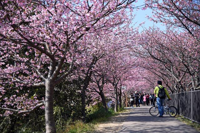 画像: 3 桜のトンネルへ