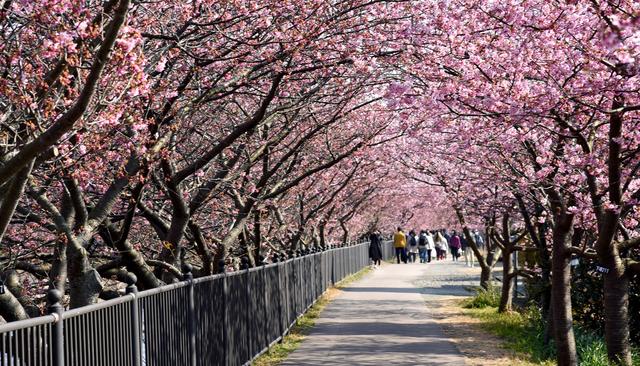 画像: 「河津桜まつり」の車中泊事情