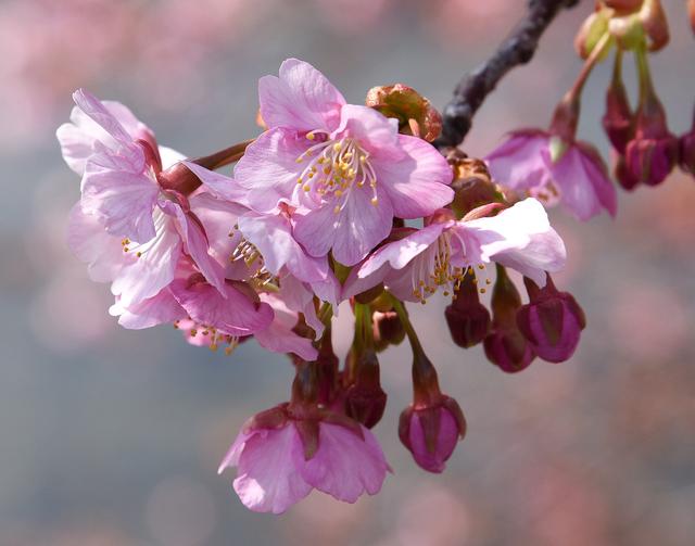 画像: 近い将来、河津川堤の桜が見られなくなる!?