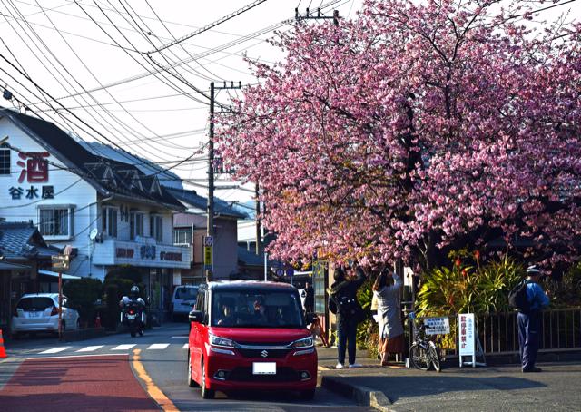 画像: 1 河津桜の原木を訪ねる