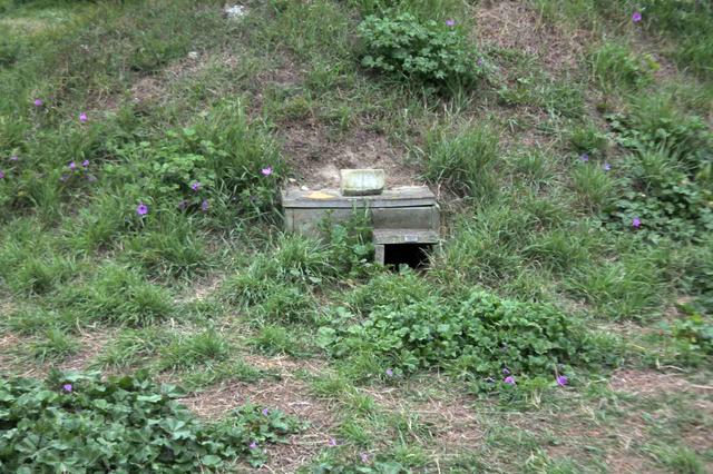 画像: ブルー・ペンギン保護のために、各所に設置されているペンギン団地。住み心地は、いいのだろうか?