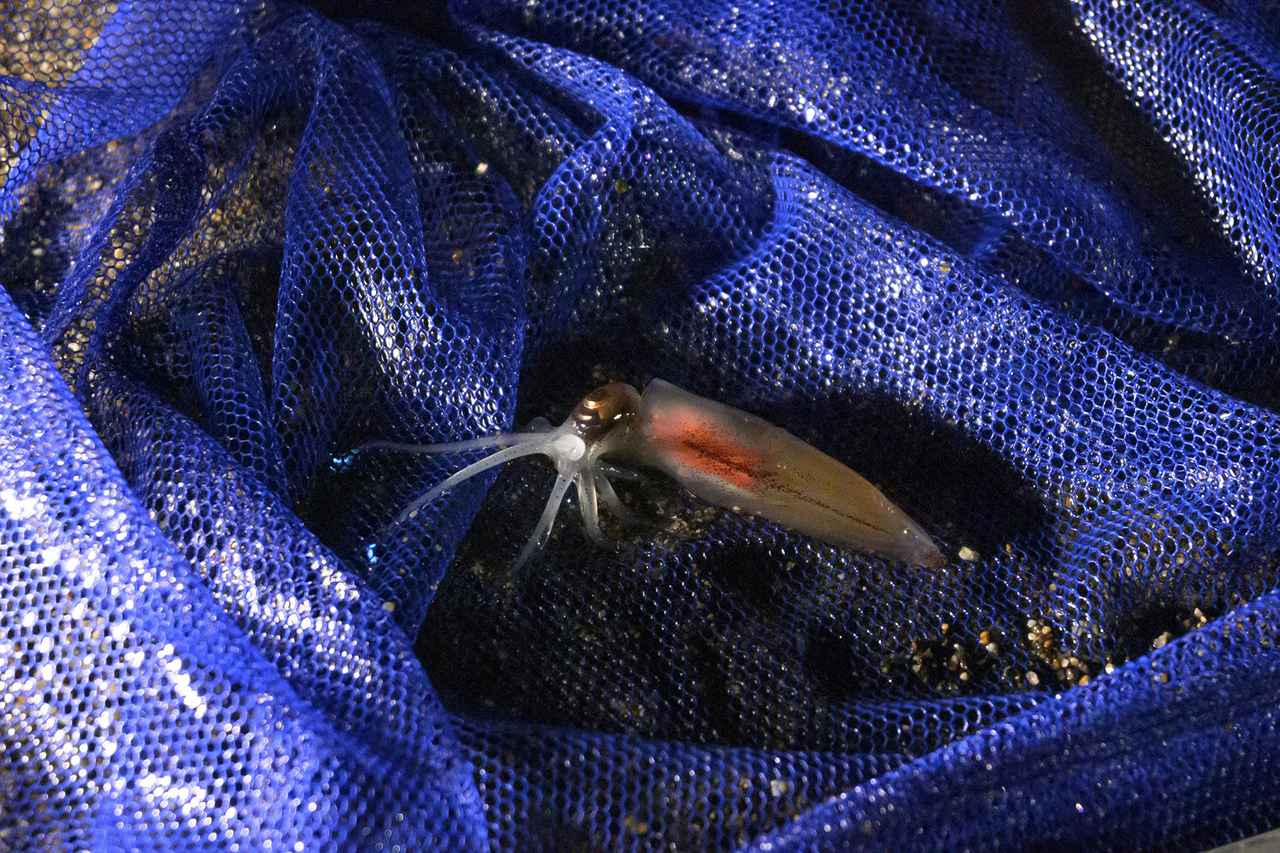 『カーネル2020夏号vol.46』 2020年6月9日発売! SOTOBIRA