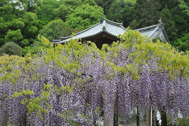 画像: 11番札所 藤井寺/藤井寺の見どころは4月上旬から。藤の花が咲き誇る。