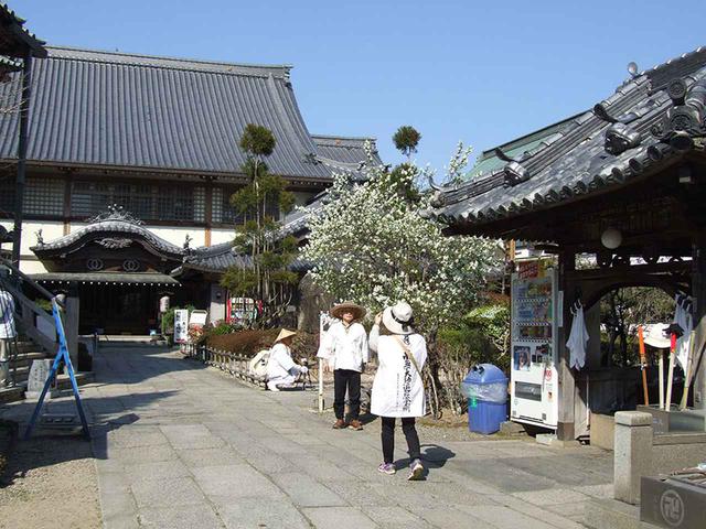 画像: 19番札所 立江寺/お遍路に4カ所ある「関所寺」で最初に訪れるのが立江寺。花鳥風月などが描かれた天井画も特徴。
