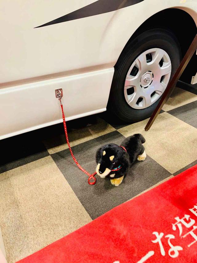 画像4: RVトラスト「TR500 C-LH ペット仕様」 愛犬と一緒にクルマ旅へ!