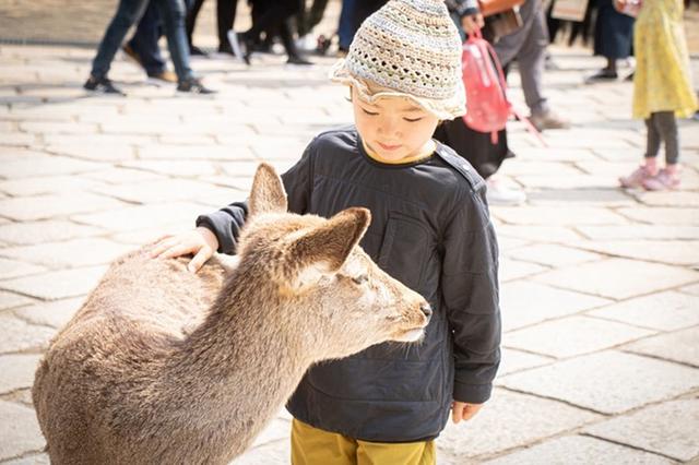 画像: 人間がおせんべい持っていなければ、こんなに穏やかなのに……。
