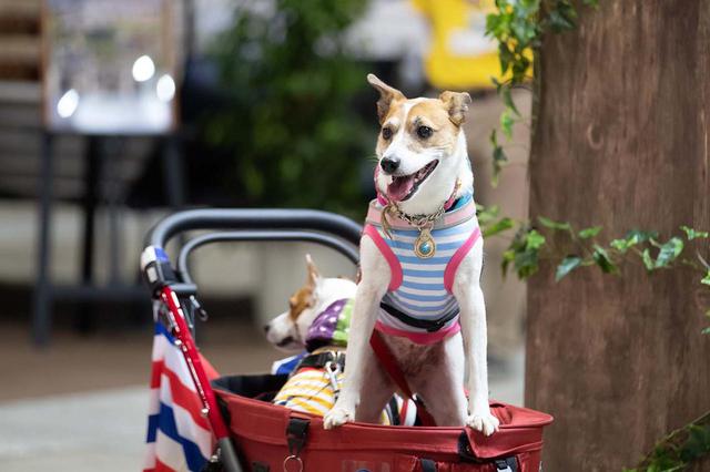 画像: ペットの同伴もOK。愛犬と楽しもう!