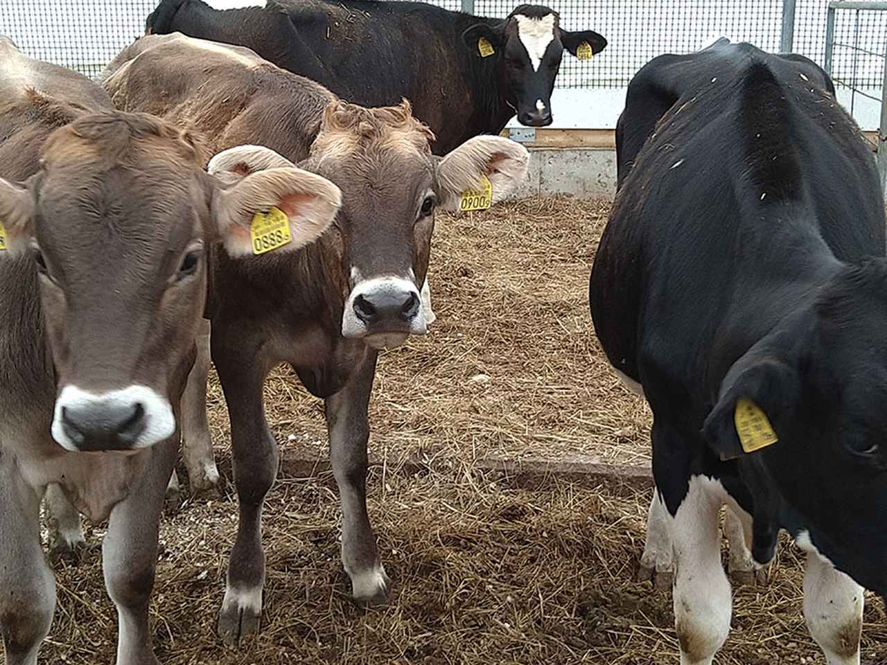 画像2: 【5日目】標茶のキャンピングカー神社でキャネルの無事故を祈願!