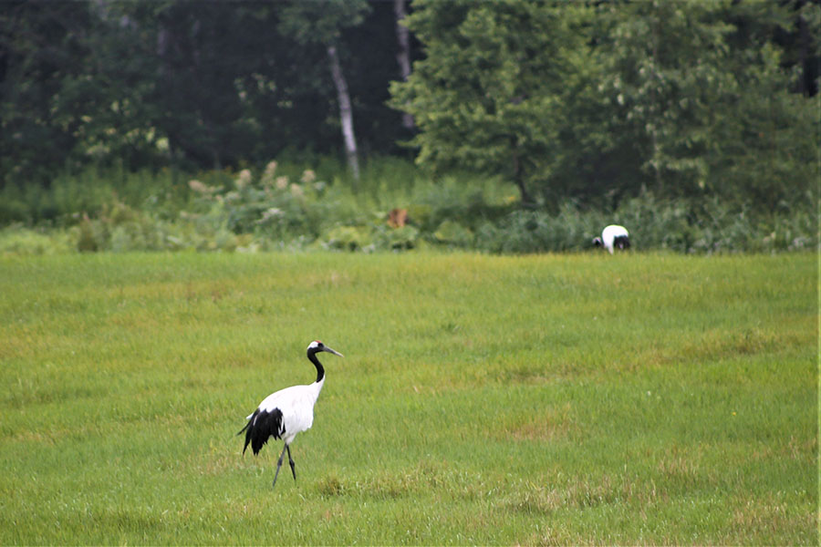 画像1: 【6日目】釧路湿原を眺め、牧草地で遊ぶキタキツネを遠くから望む