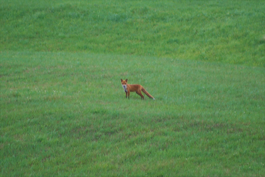 画像2: 【6日目】釧路湿原を眺め、牧草地で遊ぶキタキツネを遠くから望む