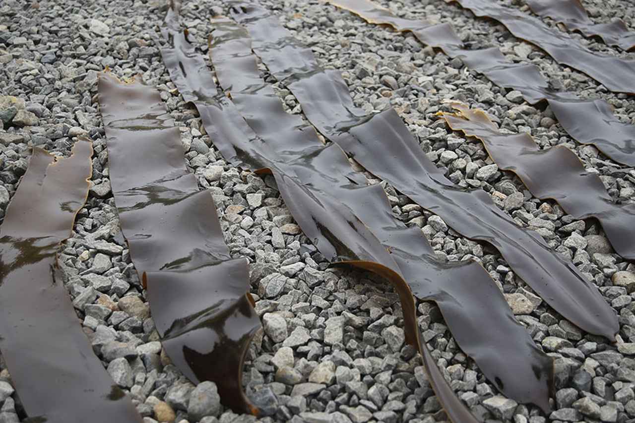 画像2: 【4日目】カキにツブ貝に花咲ガニ。こんな車中泊したかった!