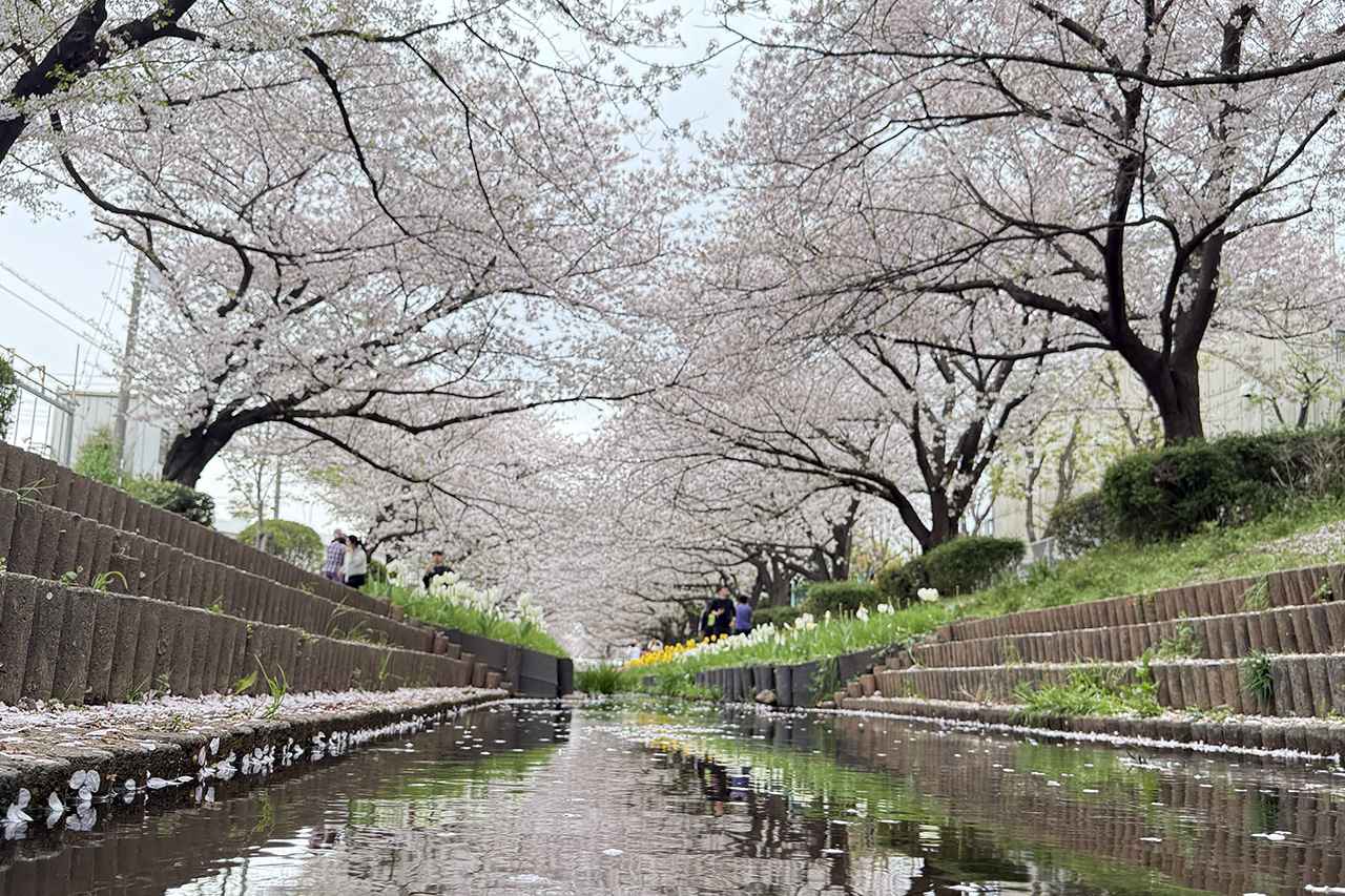 画像2: 桜の名所として知られる「江川せせらぎ緑道」にて
