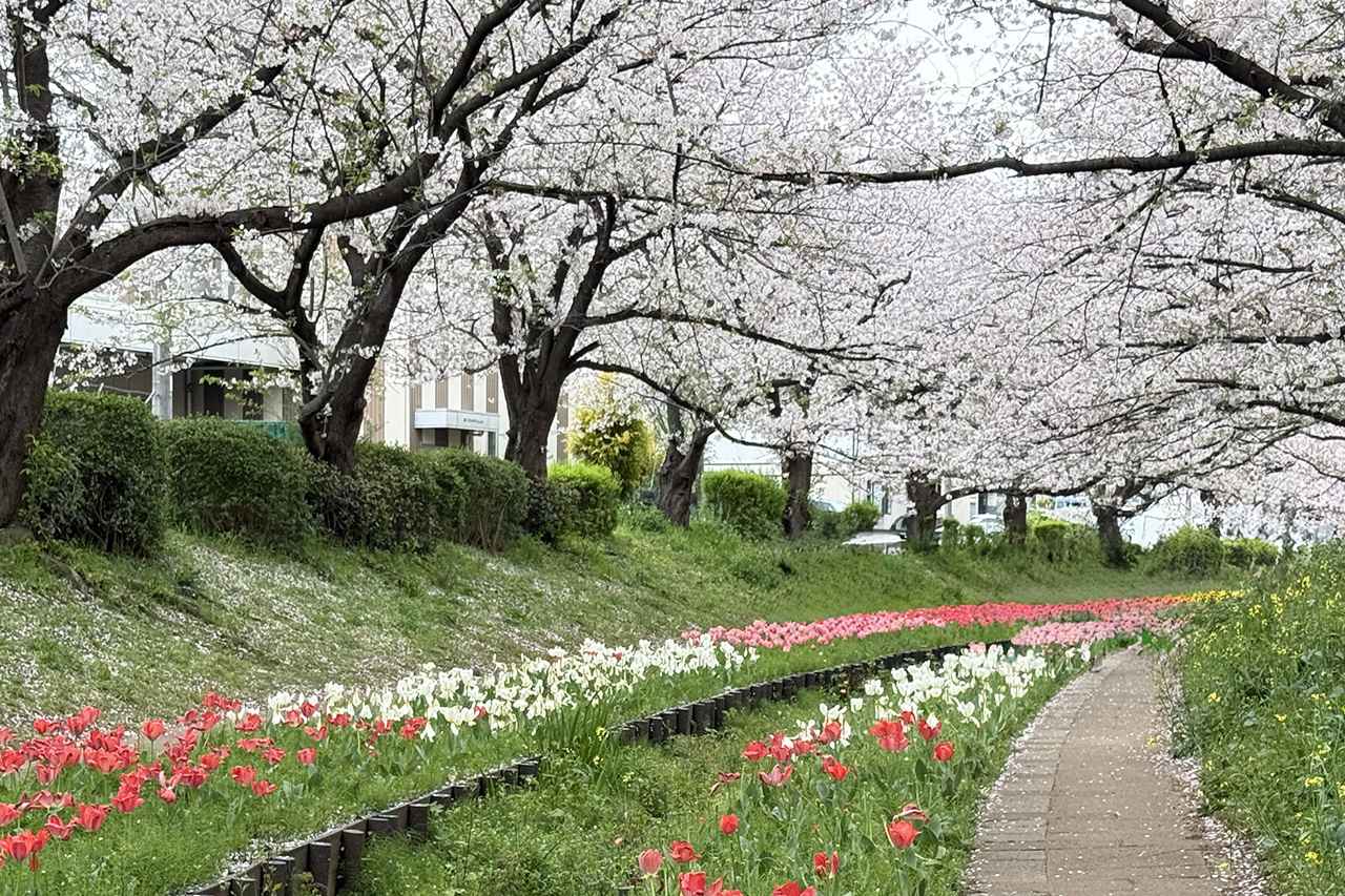 画像1: 桜の名所として知られる「江川せせらぎ緑道」にて