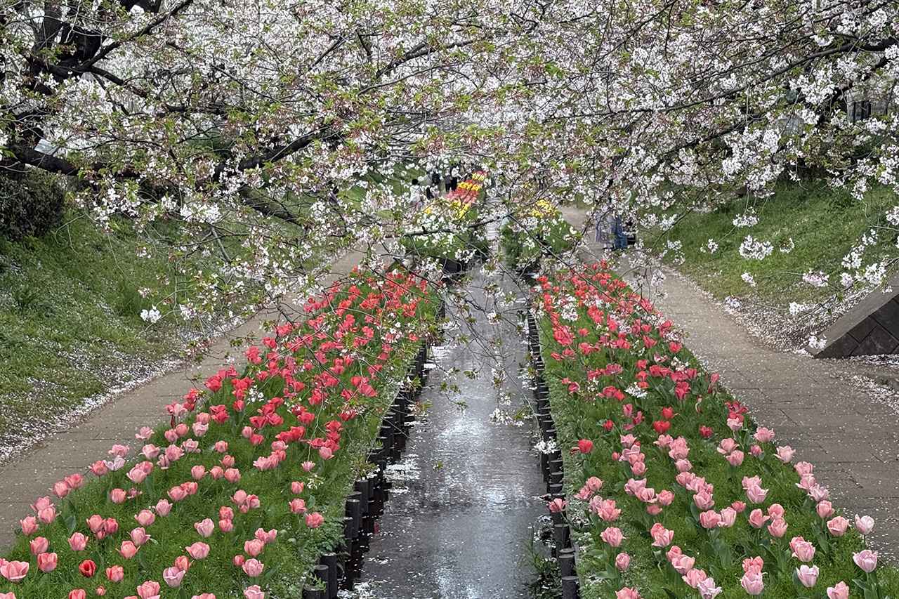 画像3: 桜の名所として知られる「江川せせらぎ緑道」にて