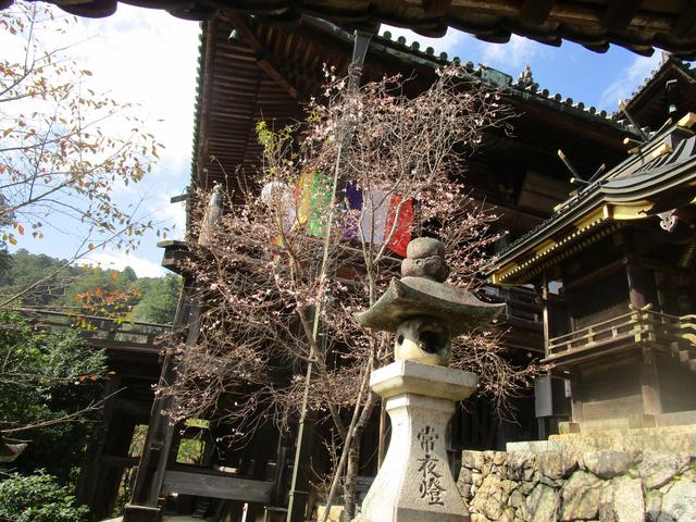 画像: 上廊の中腹からは年に2回咲くサクラが見られました。ゴール間近の癒しスポット!