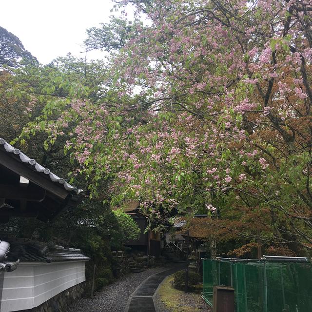 画像: 約20分間、境内を自由に散策。雨上がりの山寺は新緑が美しく空気が澄んでいました