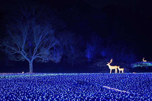 画像: 奈良春日野国際フォーラム 甍~I・RA・KA~の庭園イルミネーション(2019年の様子)