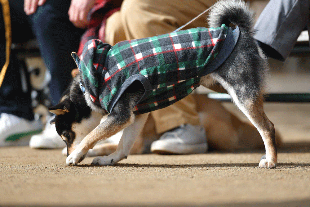 画像3: おっさん3人+柴犬3匹。公園ダベリエンターテインメント「柴公園」。愛犬にメロメロ!? 渋川清彦×大西信満×ドロンズ石本らが撮影秘話を語るインタビュー公開