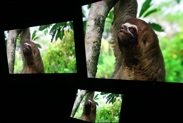 画像: 有機ELリファレンスモニターX300(下)と98インチZ9G(右)、従来の4K液晶テレビ(左)との比較