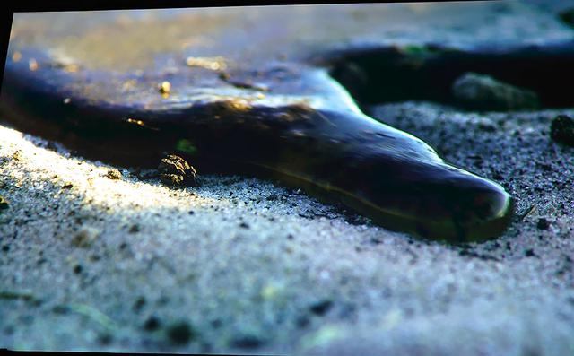 画像: 『Okavango -A Flood of Life』 乾いた砂漠に水が侵入