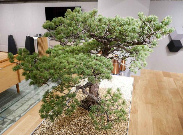 画像: ▲店舗のほぼ中央に配置されている樹齢50年超という松の盆栽