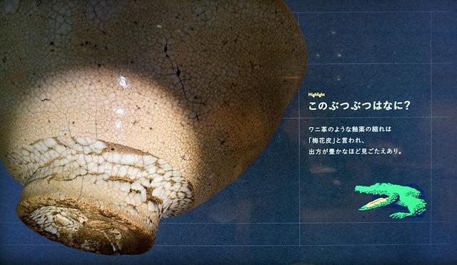 画像: 見どころの解説もていねい