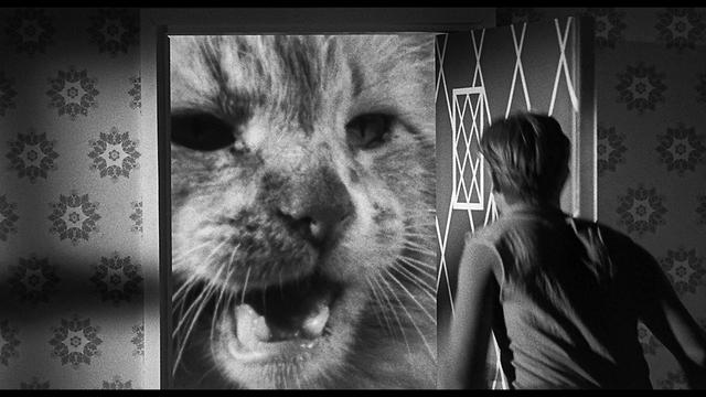 画像3: ジャック・アーノルド 主演作品『縮みゆく人間』【クライテリオンNEWリリース】