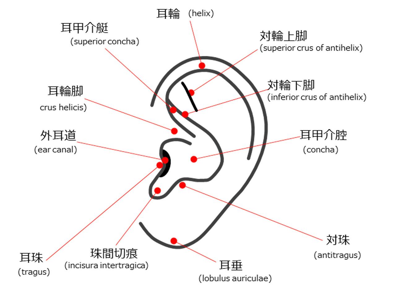 人間の聴覚 | 人間 可聴領域 : 聴覚について詳しく解説 – ZMFK