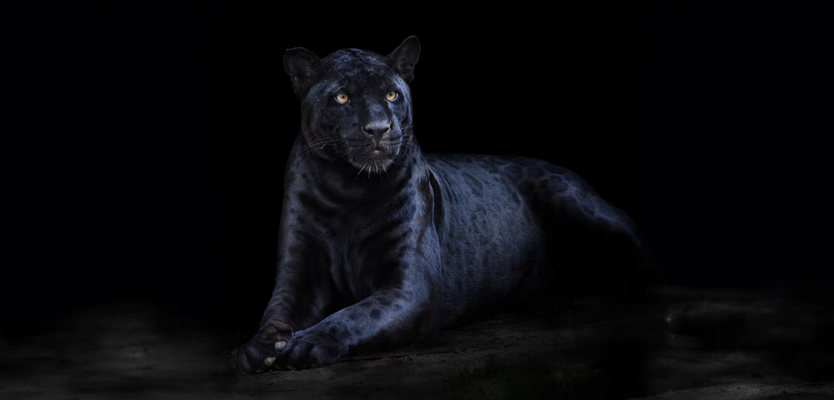 画像: 上の写真はコントラスト比1000:1、下がEBL技術を組み合わせた50000:1の映像のイメージ。フレームごとに映像の明暗を分析し、暗い部分から明るい部分まで優れた再現性を獲得している