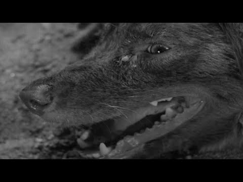 画像1: ー When viewing this clip, please set resolution to 2160p/4K ー