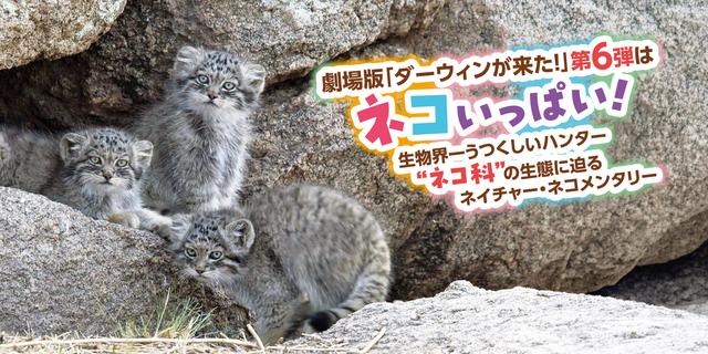 画像: 劇場版ダーウィンが来た！｜世界のネコのなかまたち