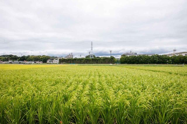 画像: 訪れたのは9月の半ば。稲穂が実り始め、風に揺れている時期でした!