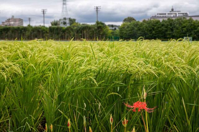 画像: 試飲の後は、周囲ののどかな風景を眺めながら散策も