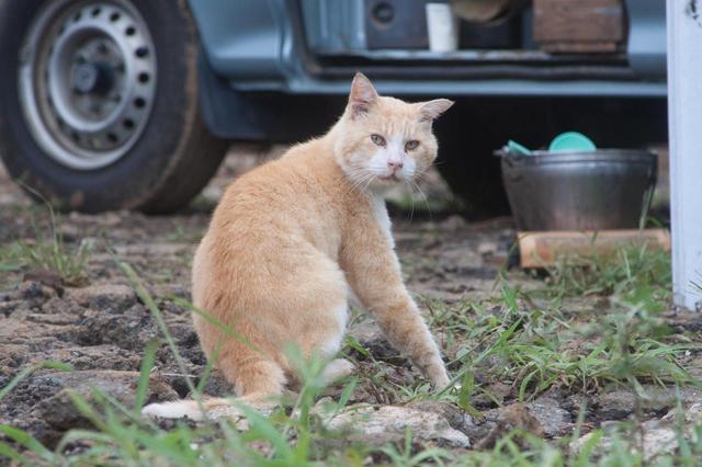 画像2: 成田MXパークの頼もしい仲間たち、デコボコフレンズ