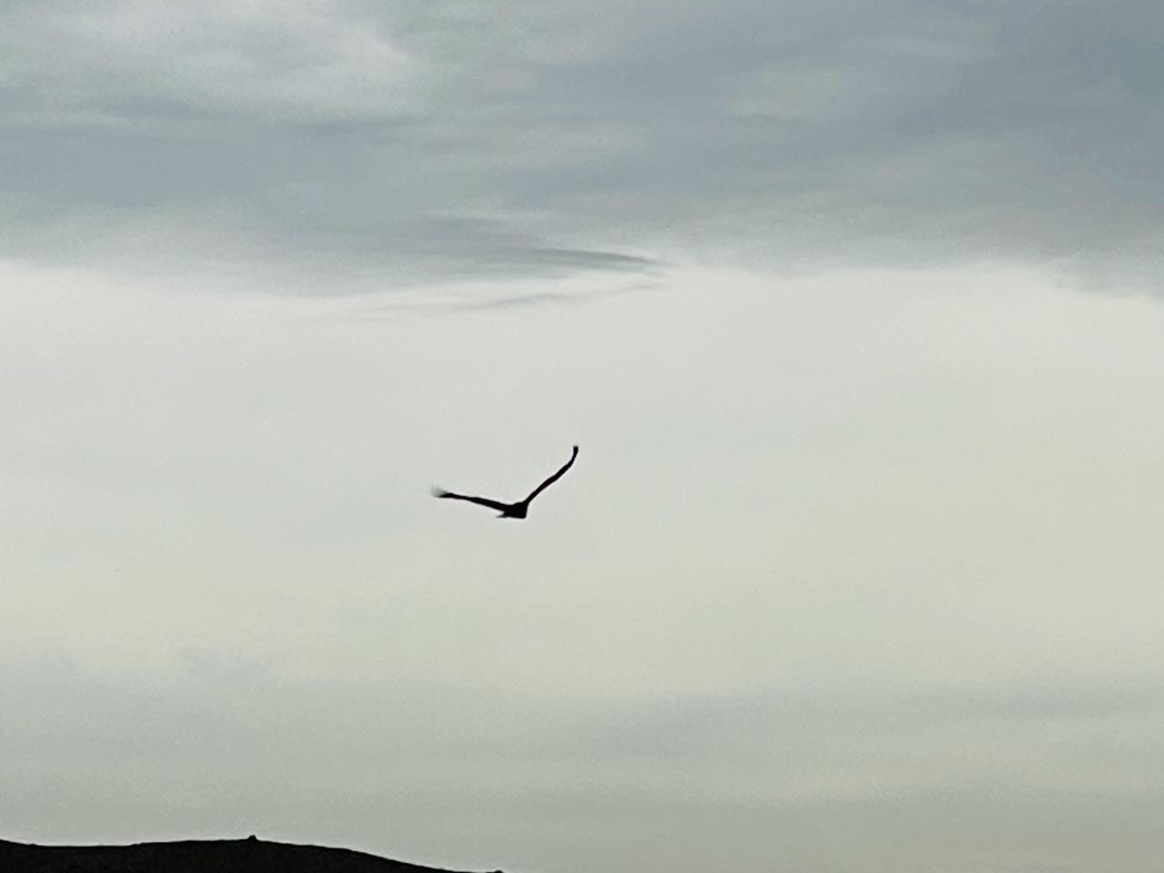 画像2: 天国みたいな大草原と、コンドルの舞い